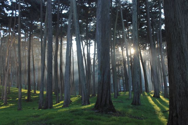 Afternoon Light in San Francisco