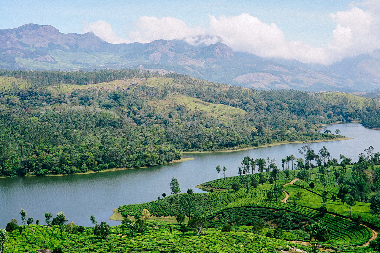 Munnar tea fields, Kerala, India