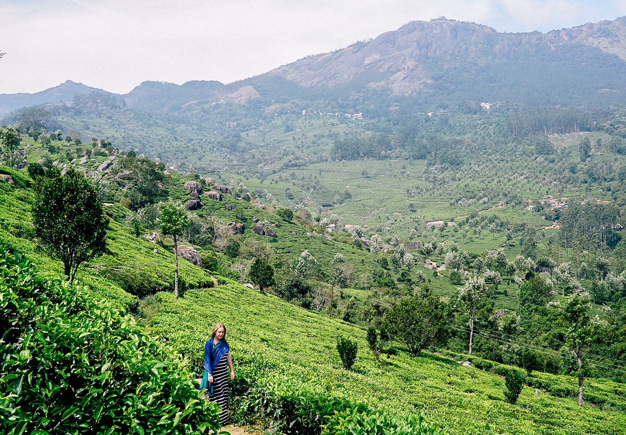 Munnar tea tour - Kerala, India