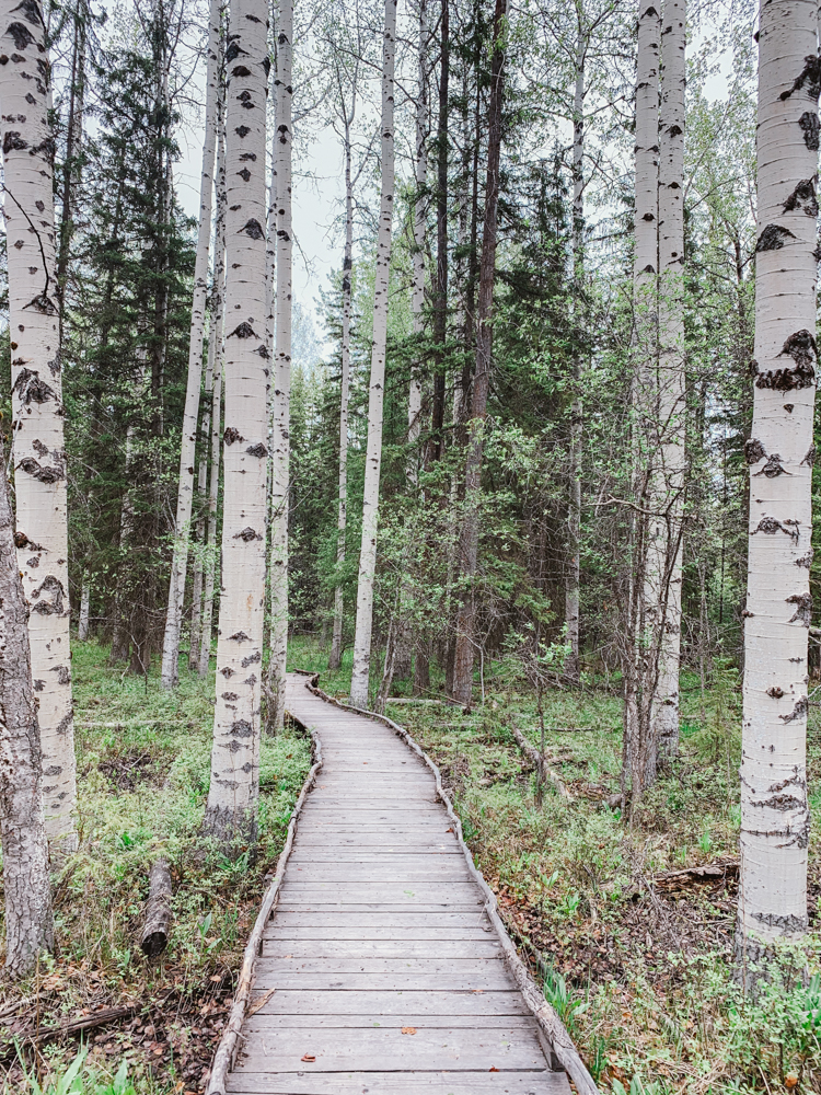 Viking Creek Nature Trail path